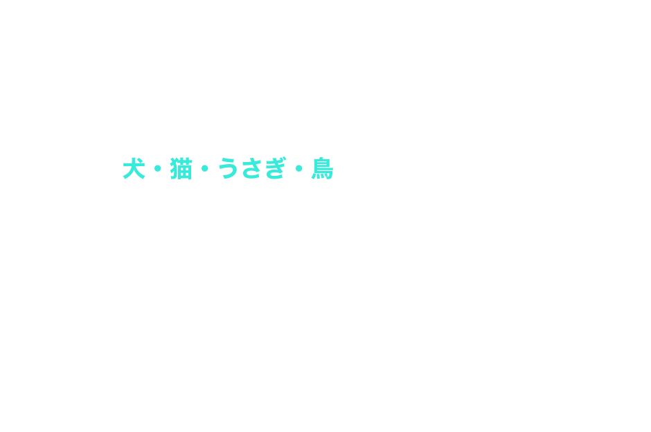 犬・猫・うさぎ・鳥などのエキゾチックアニマルも含めて、全科で診察を受け付けており、様々な動物たちの検査・診療を行っています。